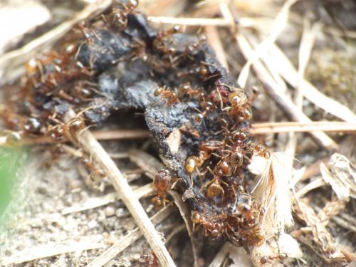 Réf. 275 843 : Pheidole pallidula